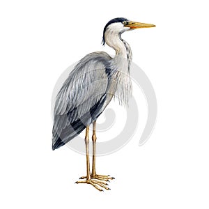 Heron bird watercolor illustration. Ardea herodias avian single image. Hand drawn realistic great blue heron image
