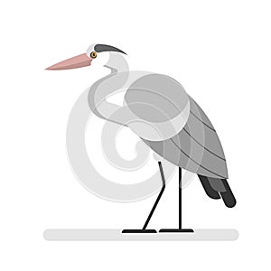 Heron bird. Wild egret with long beak