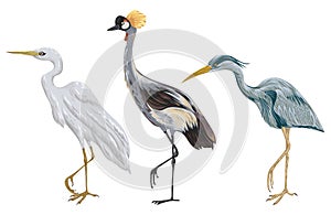 Heron birds set. Marsh fauna. Isolated elements.