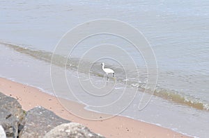 Heron, Bittern or Egret or Pelecaniformes on the beach or sea background or beach