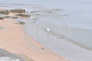 Heron, Bittern or Egret or Pelecaniformes on the beach or sea background or beach