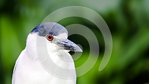 Heron Black-crowned night heron bird Nycticorax nycticorax head portrait. Bird withwhite black plumage bright red eyes