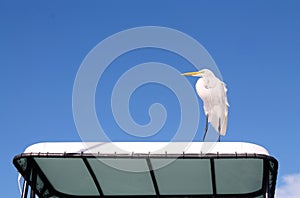 Heron on boat