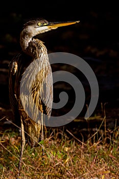 Heron Bright Eye