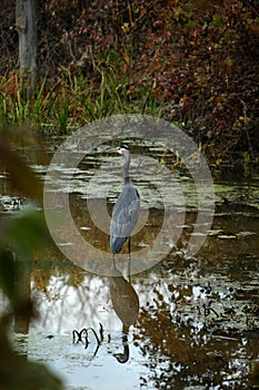 Heron in Canal