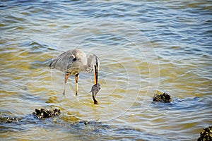 Heron catch a fish