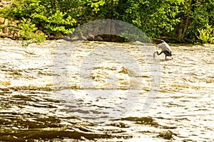 A Heron Catches Fish in a Flooded River.