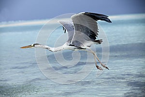 Heron catching fish in the Maldives