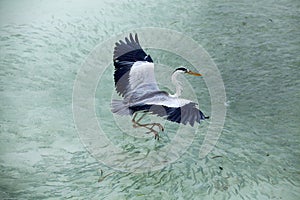 Heron catching fish in the Maldives