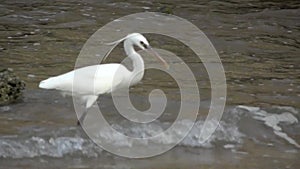 Heron is catching fish in Slow Motion