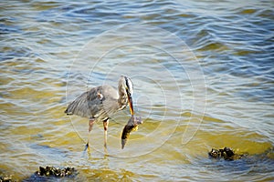 Heron catch a fish