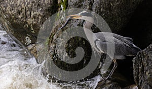 Heron catching Trout