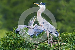 Heron Chick And Adult