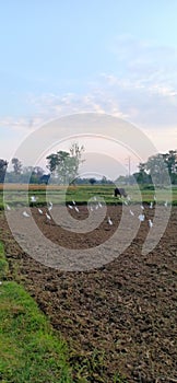 The heron comes for chewing during cultivating in madhubani India