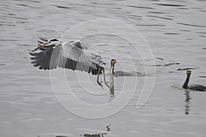 Heron and cormorant fighting for fish