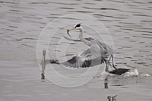 Heron and cormorant fighting for fish