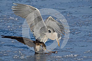 Heron and cormorant struggling to eat a fish