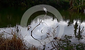 Heron by a cristaline lake