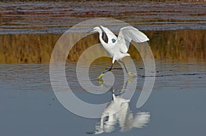 Heron dancing on the lake