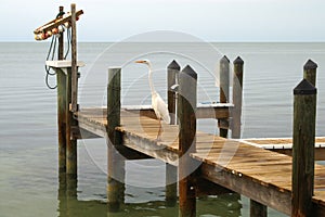 Heron on dock