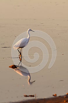 Heron dusk lake relfgo white water river