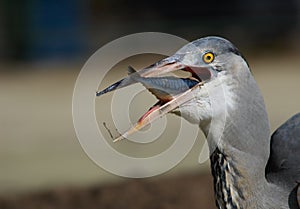 Heron eating a fish