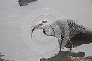 Heron eating a fish