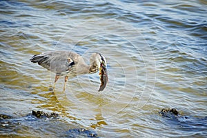 Heron is eating fish