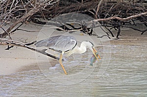 A heron eats its prey. A gray heron has caught a fish