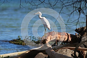 Heron / Egret fishing from a log at the seashore looking out to sea