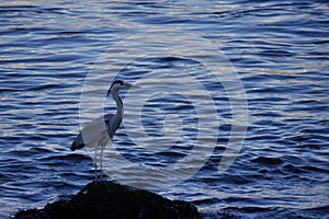 A Heron in the evening light.