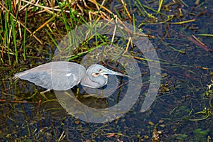 Heron in Everglades