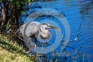 Heron in Everglades