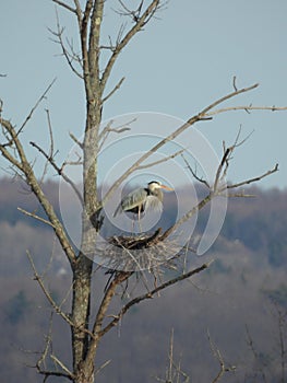 Great Blue Heron facing sunset standing on nest photo