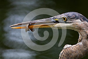 Heron and Fathead Minnow