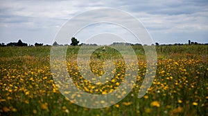 Heron in the field