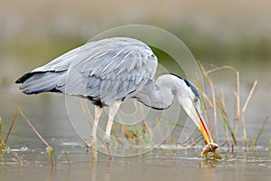 Heron with fish. Bird with catch. Bird in water. Grey Heron, Ardea cinerea, blurred grass in background. Heron in the forest lake.