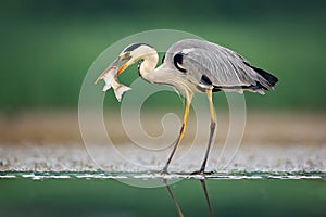 Heron with fish. Grey Heron, Ardea cinerea, blurred grass in background. Heron in the forest lake. Animal in the nature habitat, h photo