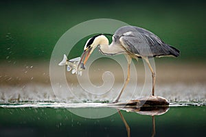 Heron with fish. Grey Heron, Ardea cinerea, blurred grass in background. Heron in the forest lake. Animal in the nature habitat,