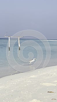 Heron fishing anchovy at a beach in Omadhoo Island