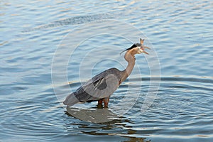 Heron fishing at dawn