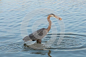 Heron fishing at dawn