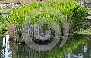 Heron fishing at Echo Park