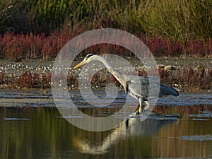 Heron fishing in marsh