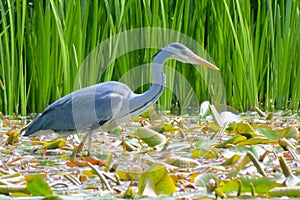 A heron fishing on the Ornamental Pond, Southampton Common