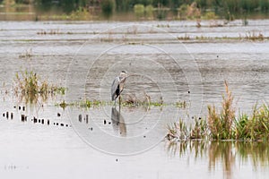 A heron fishing in a pond in the Dombes, France