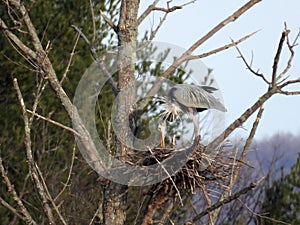 Great Blue Heron busy fixing nest for first clutch photo