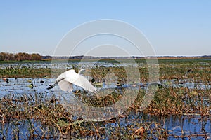 A heron flies about a marshland photo