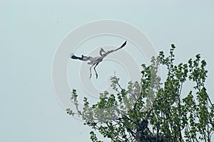 Heron in flight