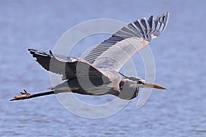 Heron in flight